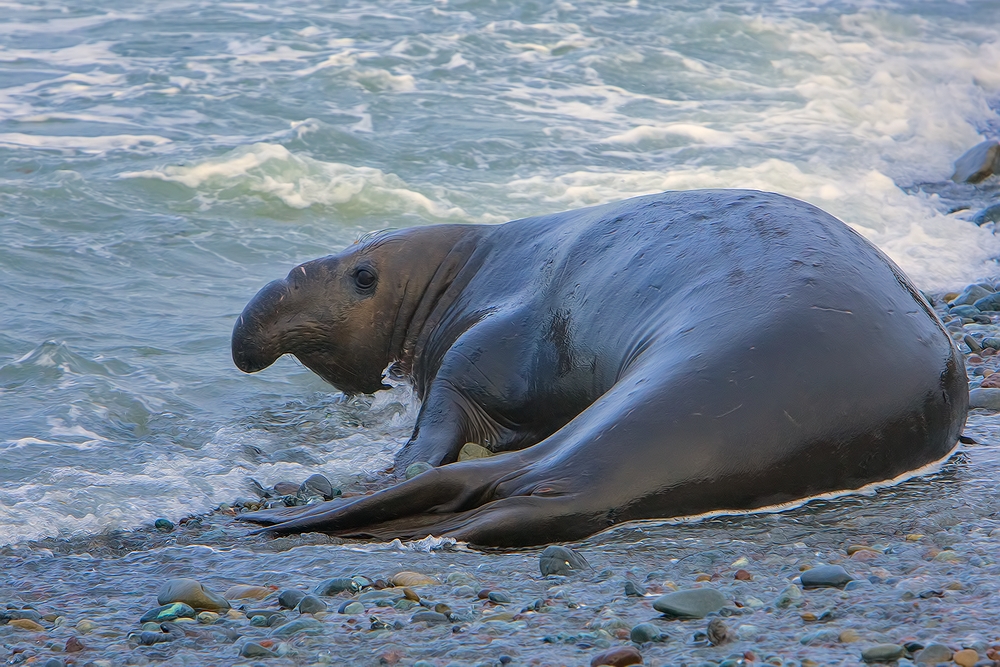 Northern Elephant Seal, Point Piedras Blancas, California