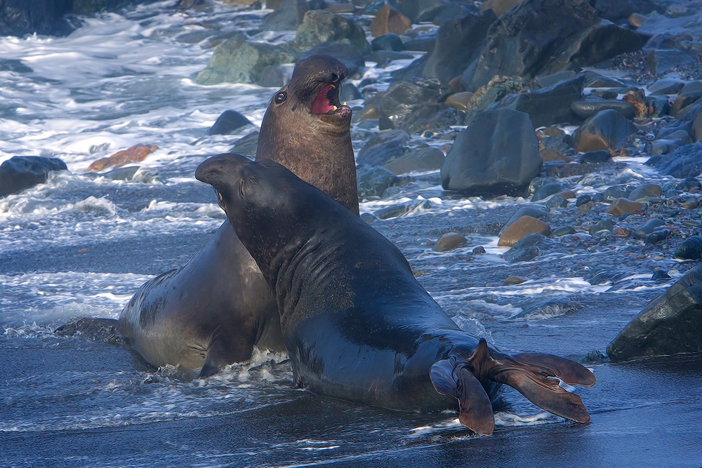 Northern Elephant Seals, Point Piedras Blancas, California