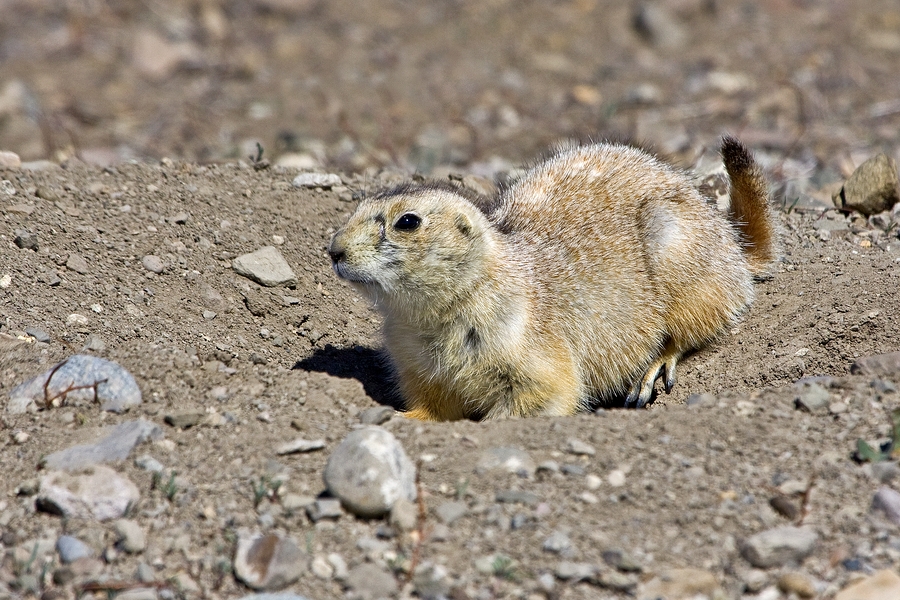 Black-Tailed Prairie Dog, Greycliff Prairie Dog Town State Park, Near Big Timber, Montana