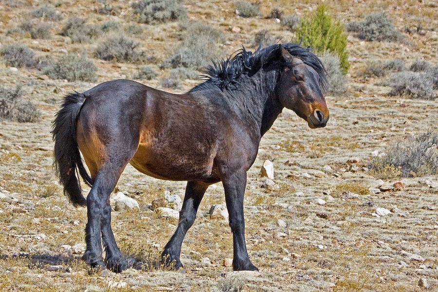 Feral Horse (Male Wild Mustang), Pryor Mountain Wild Horse Range, Near Lovell, Wyoming