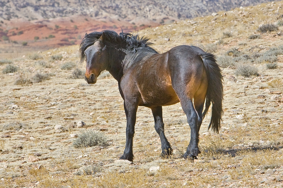 Feral Horse (Male Mustang), Pryor Mountain Wild Horse Range, Near Lovell, Wyoming