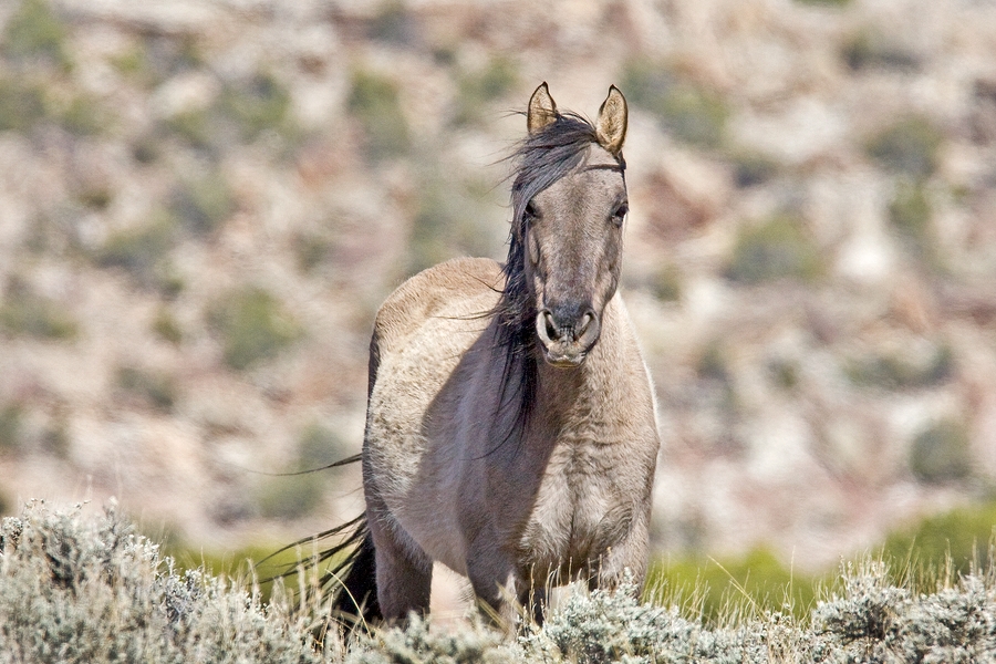 Feral Horse (Mustang), Pryor Mountain Wild Horse Range, Near Lovell, Wyoming