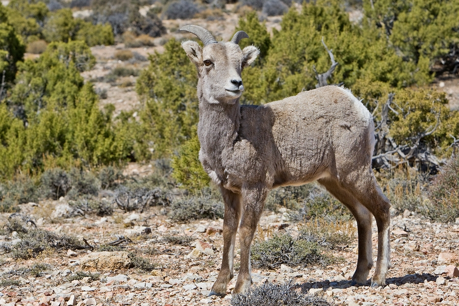 Bighorn Sheep (Female), Devil Canyon Outlook, Bighorn Canyon National Recreation Area, Near Lovell, Wyoming