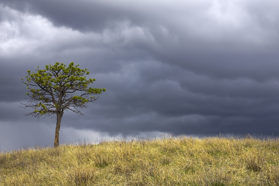 Prairie Grasslands, Windcave National Park, South Dakota\n\n15 April, 2010