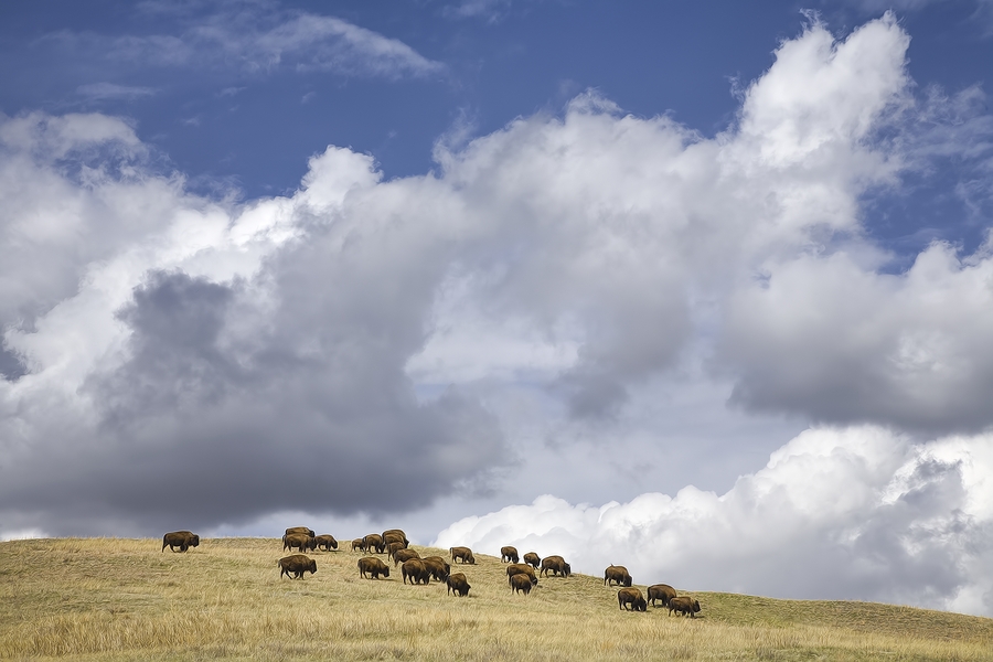 Prairie Grasslands, Custer State Park, South Dakota\n\n15 April, 2010