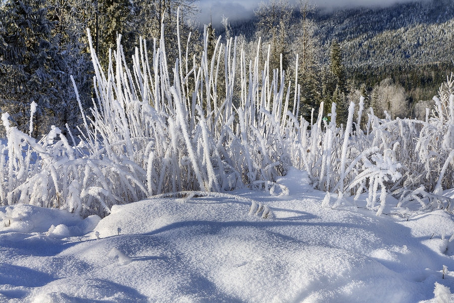 Winter Morning, Mabel Lake Road, Near Enderby, British Columbia\n\n5 December, 2010