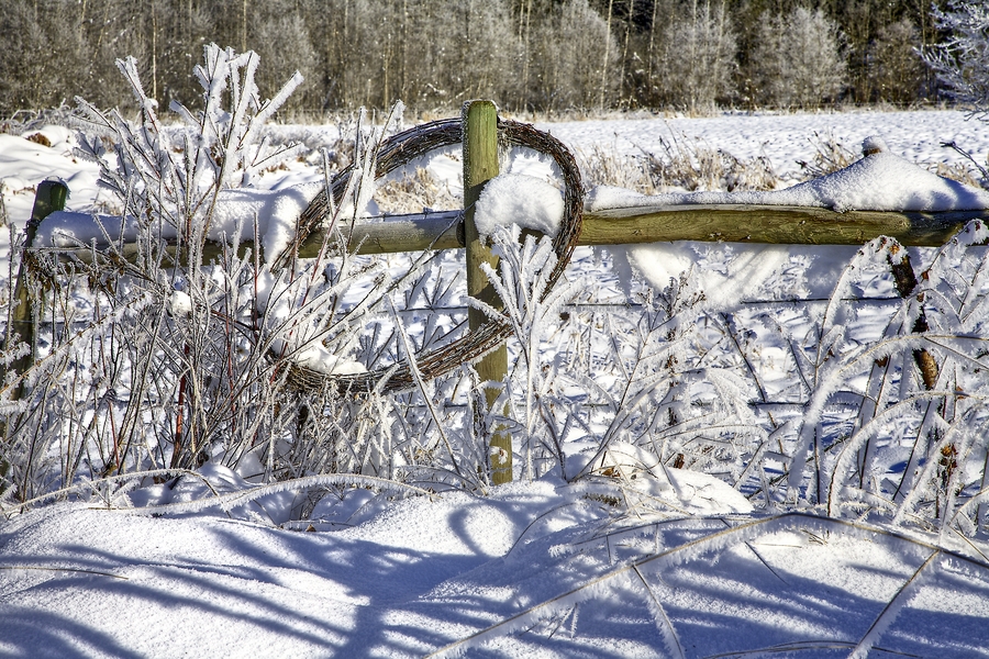 Winter Morning, Mabel Lake Road, Near Enderby, British Columbia\n\n5 December, 2010