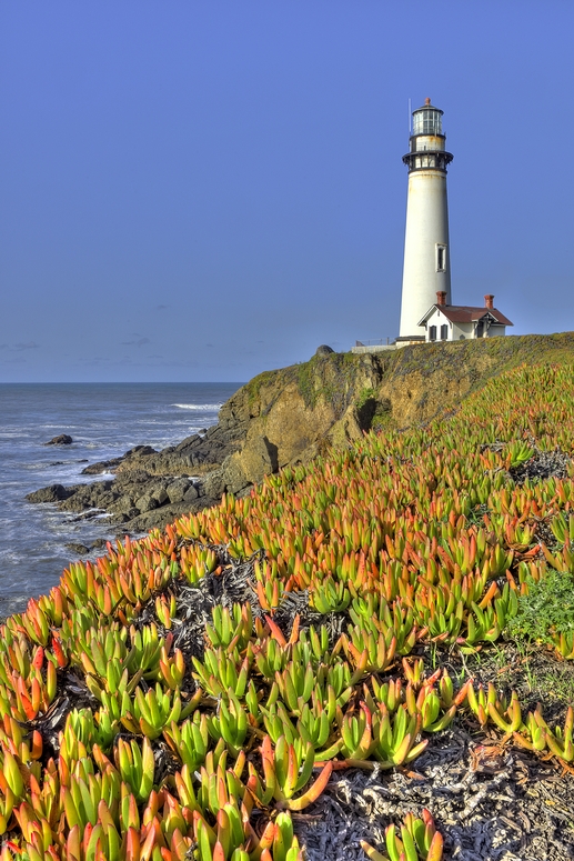 Ice Plant, Pigeon Point Light Station, San Mateo Coast, Near Pescadero, California\n\n10 March, 2010