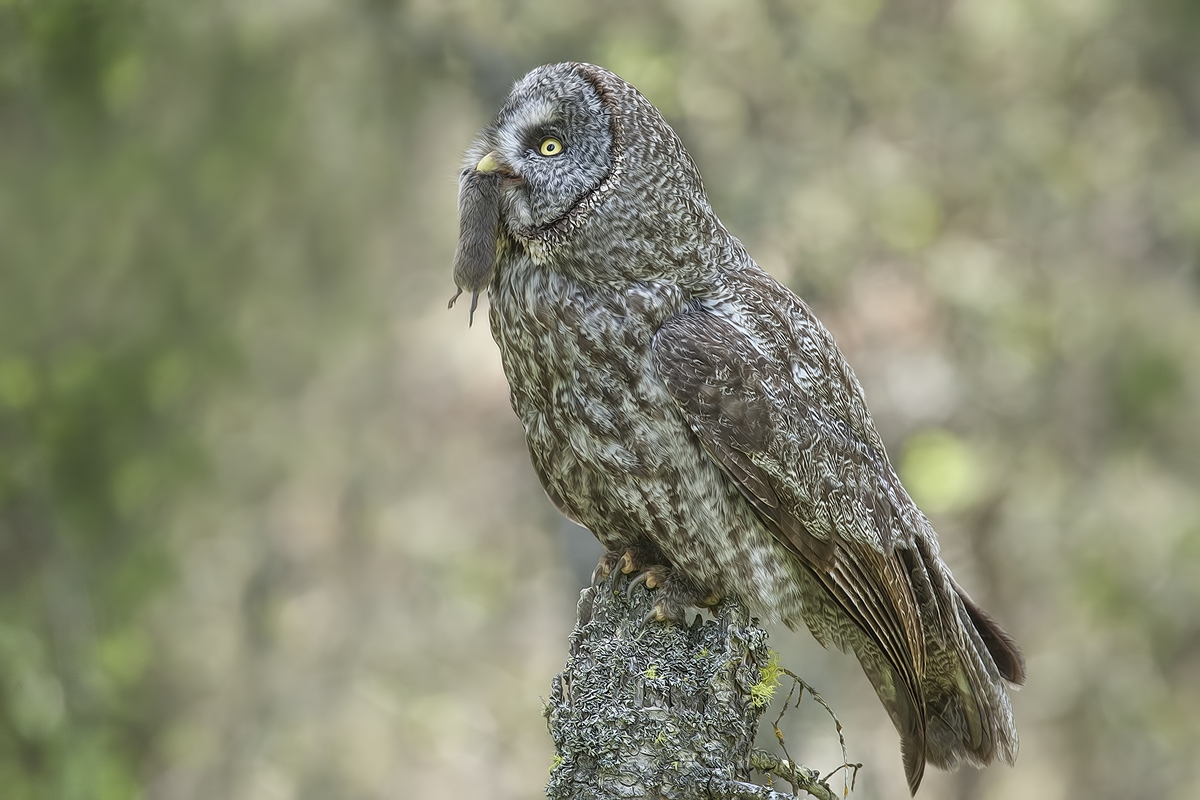 Great Gray Owl (Adult), Duck Range Road, near Kamloops, British Columbia