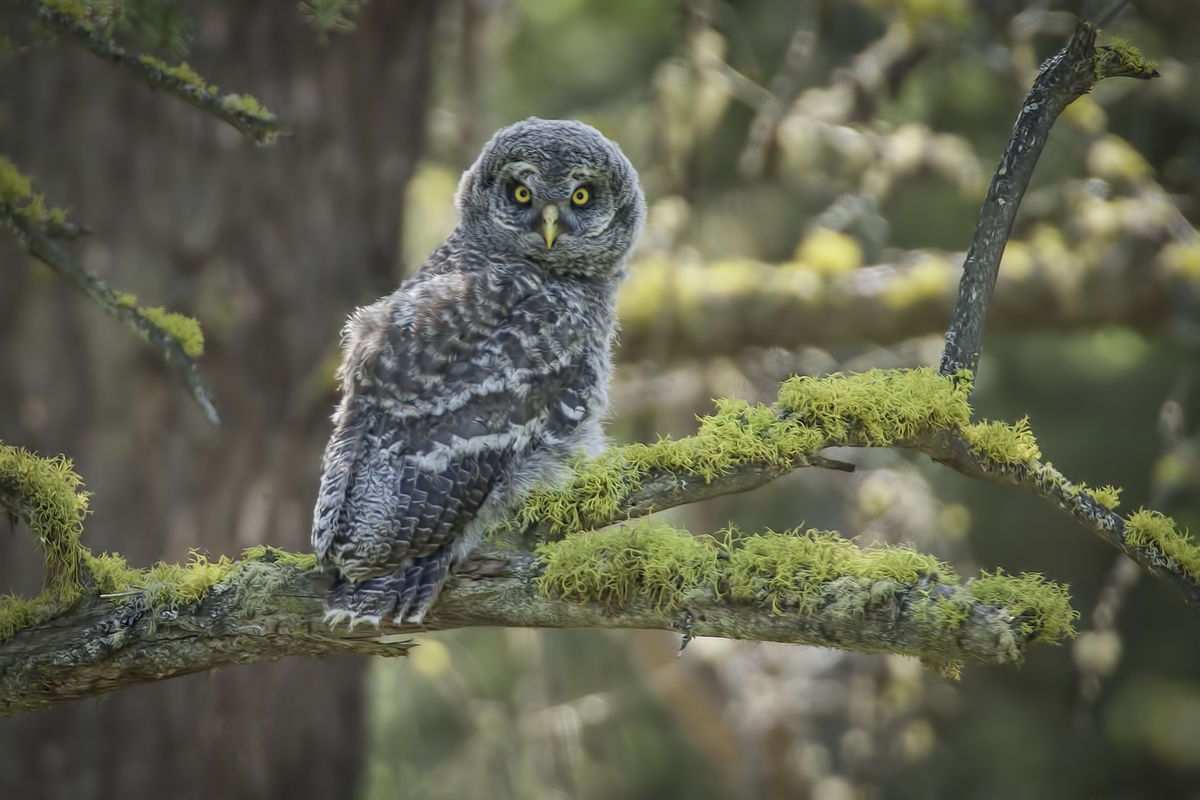 Great Gray Owl (Juvenile), Duck Range Road, near Kamloops, British Columbia
