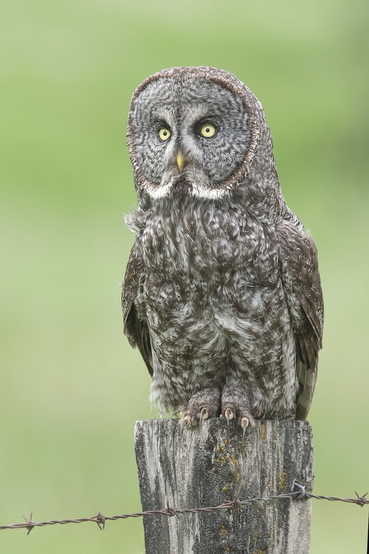 Great Gray Owl, Duck Range Road, near Kamloops, British Columbia