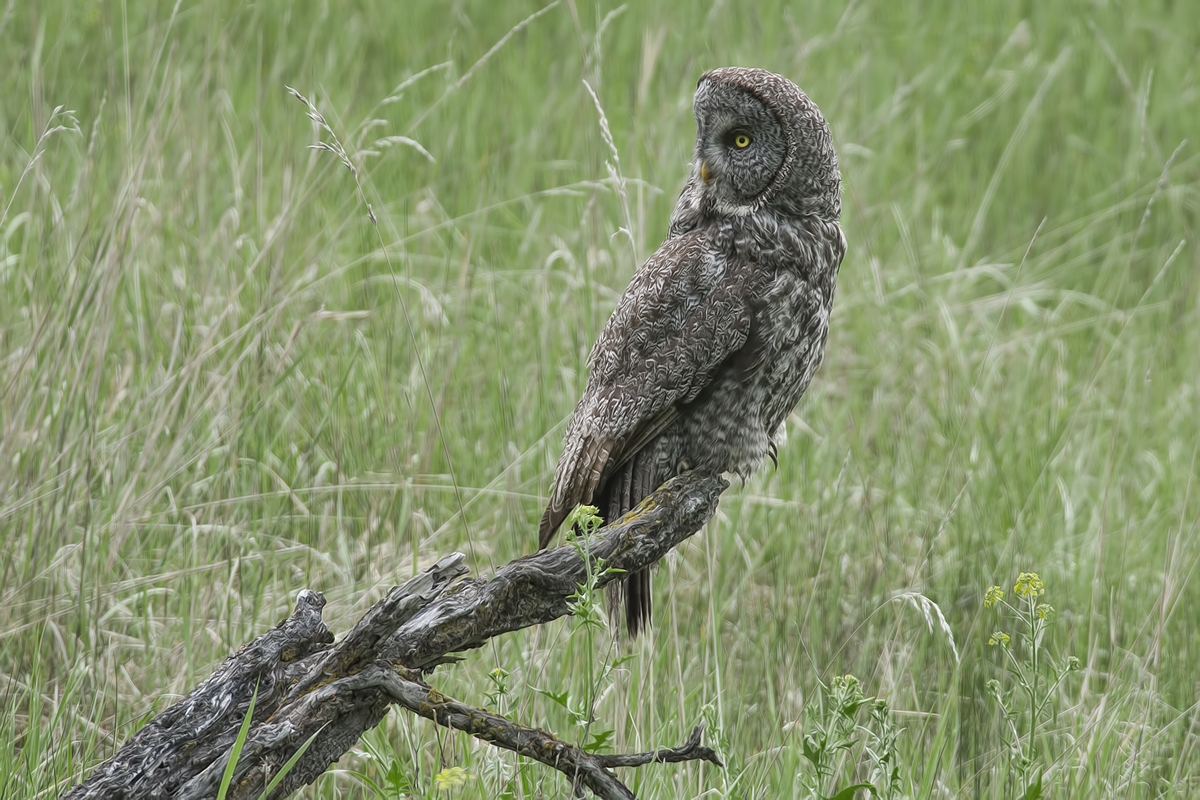 Great Gray Owl, Duck Range Road, near Kamloops, British Columbia