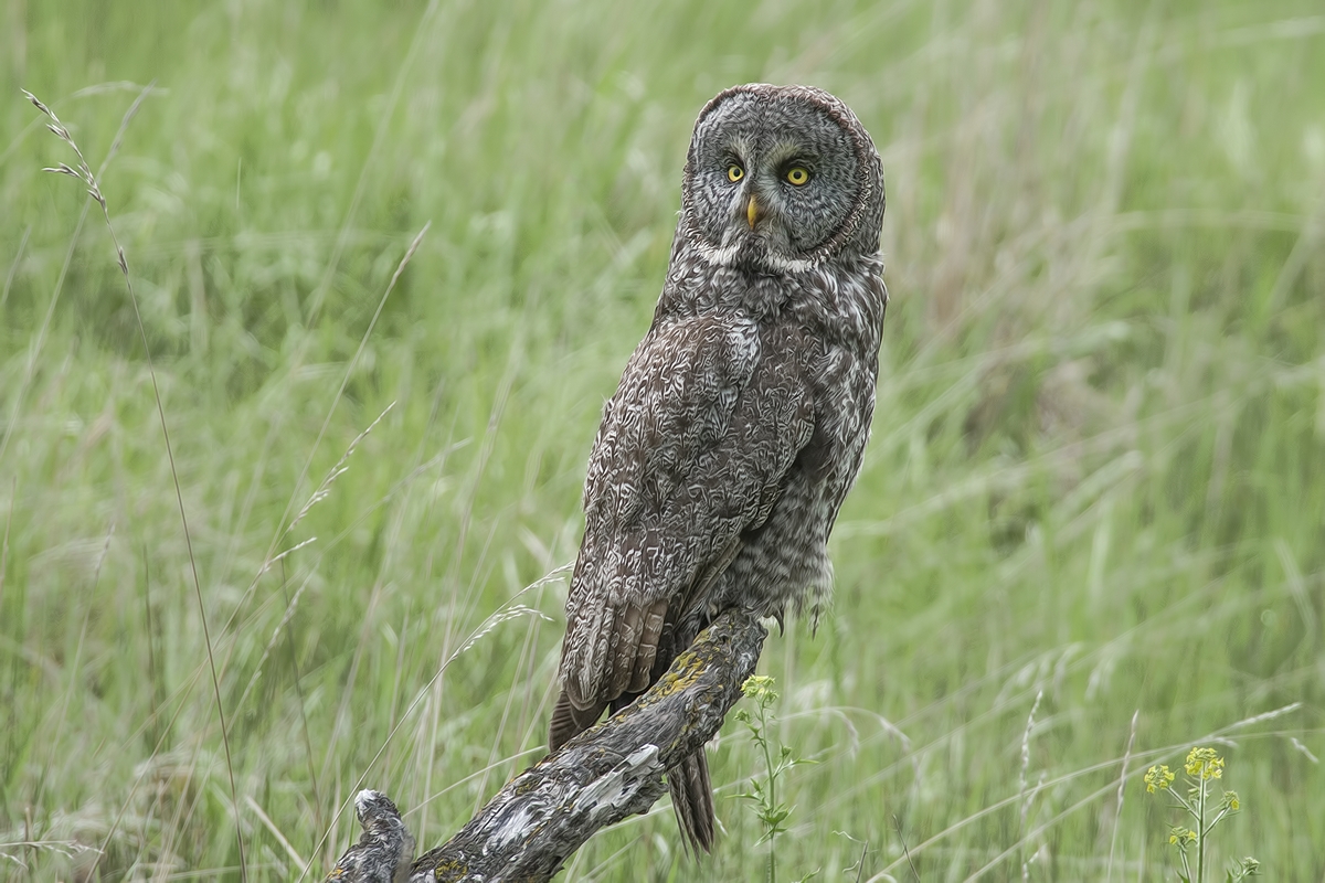 Great Gray Owl, Duck Range Road, near Kamloops, British Columbia