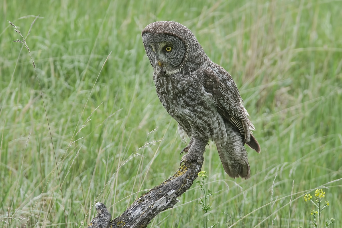 Great Gray Owl, Duck Range Road, near Kamloops, British Columbia