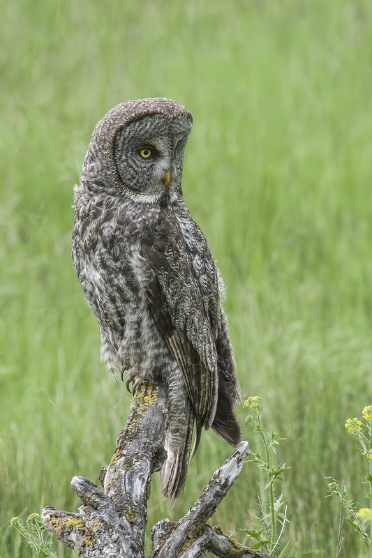 Great Gray Owl, Duck Range Road, near Kamloops, British Columbia