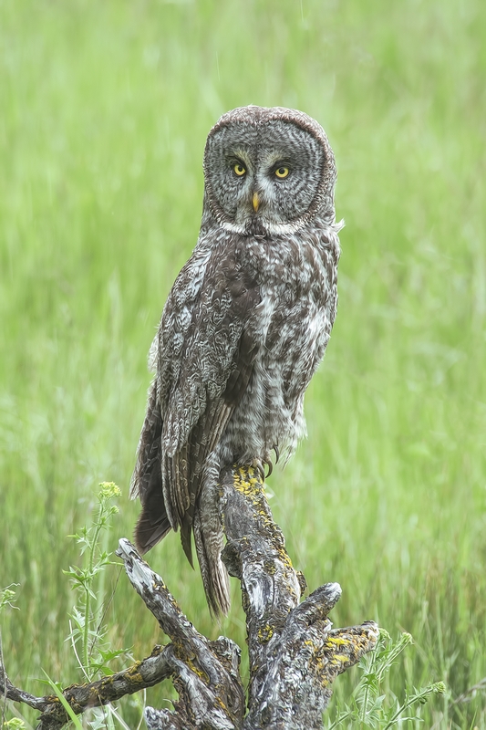 Great Gray Owl, Duck Range Road, near Kamloops, British Columbia