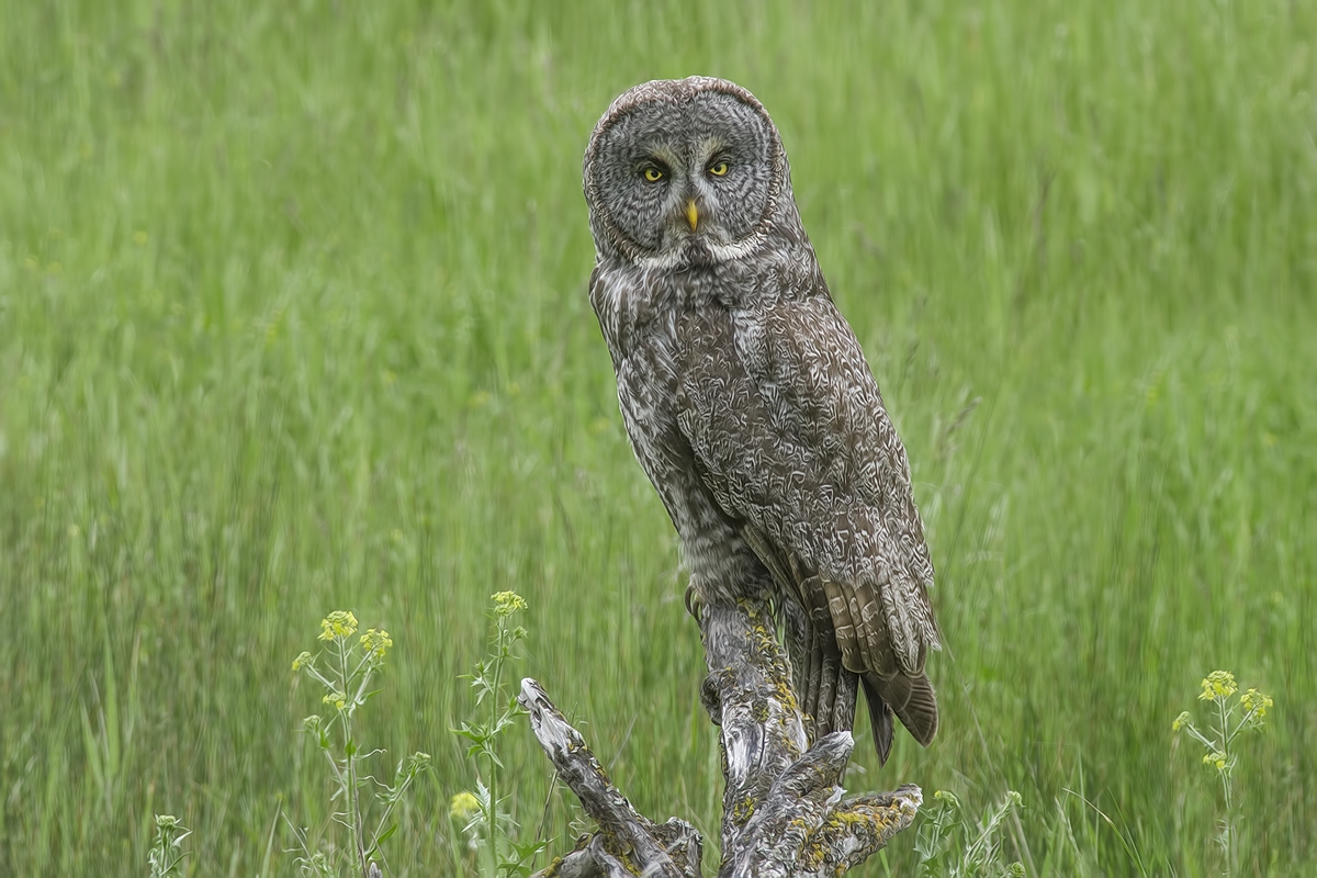 Great Gray Owl, Duck Range Road, near Kamloops, British Columbia