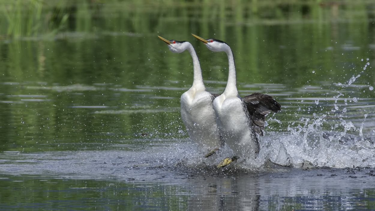 Western Grebes (Courtship Display), Salmon Arm, British Columbia