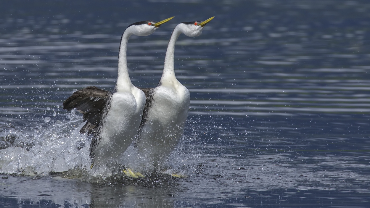 Western Grebes (Courtship Display), Salmon Arm, British Columbia