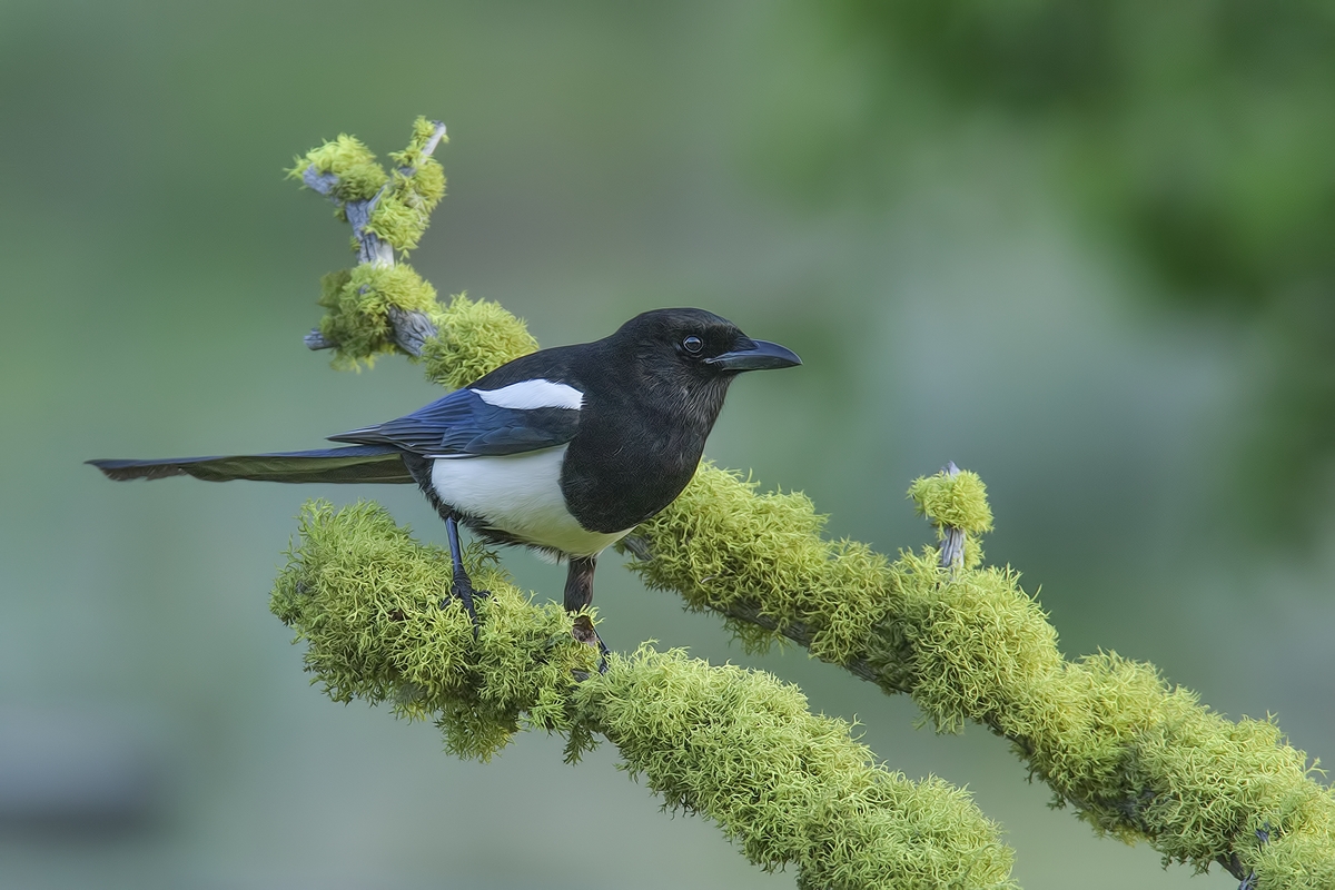 Black-Billed Magpie, Bella Vista Road, Vernon, British Columbia