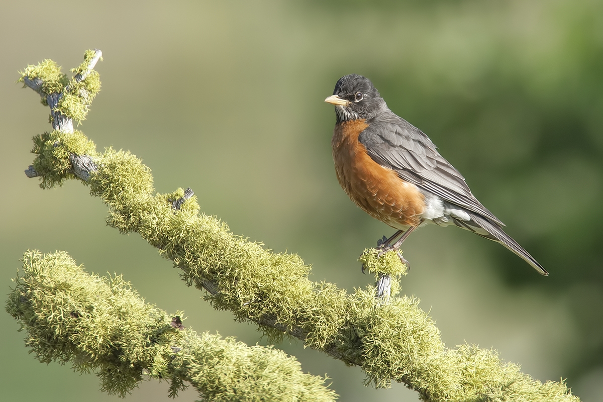 American Robin, Bella Vista Road, Vernon, British Columbia