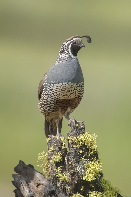 California Quail (Male), Bella Vista Road, Vernon, British Columbia