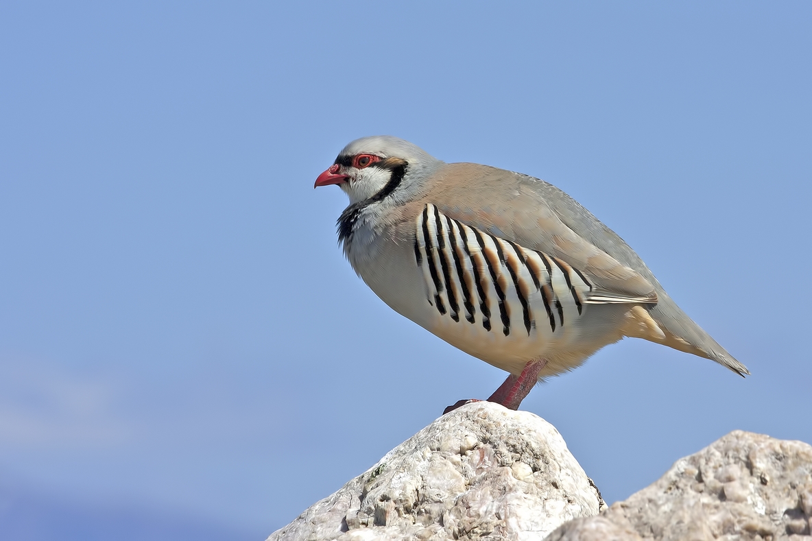 Chukar, Antelope Island State Park, Near Ogden, Utah