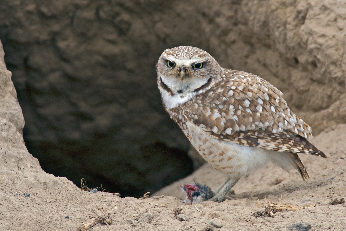 Burrowing Owl, Off Sutton Road, Near Othello, Washington
