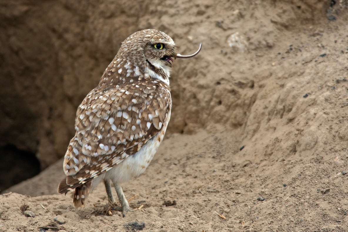 Burrowing Owl, Off Sutton Road, Near Othello, Washington