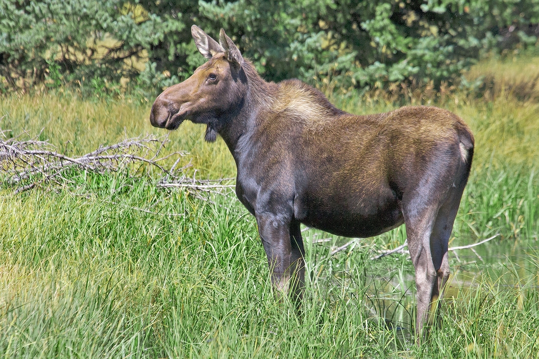Как отличить лося от лосихи без рогов картинки