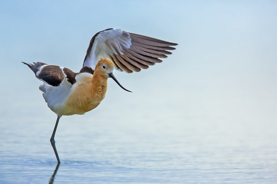American Avocet, Milepost 30, Near Othello, Washington