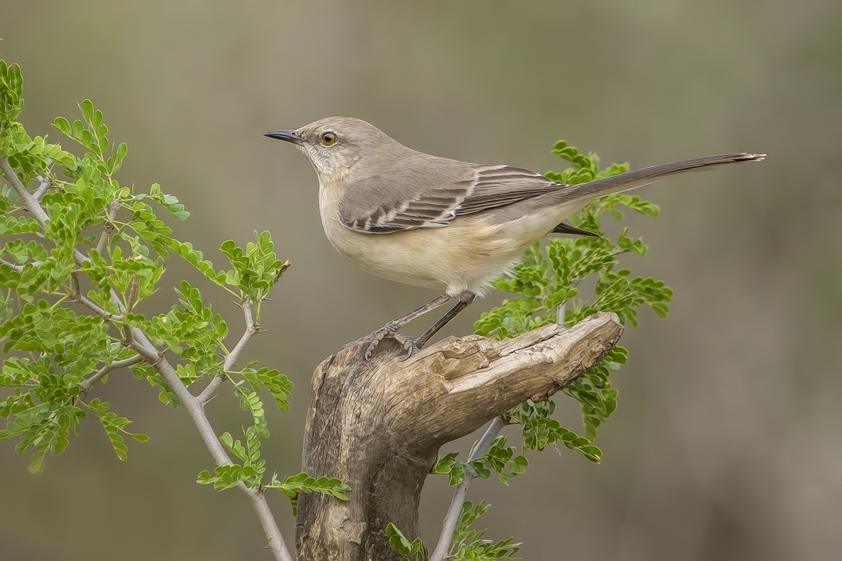 Northern Mockingbird, Ramirez Ranch near Roma, Texas
