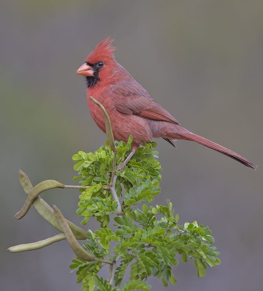 Northern Cardinal (Male), Ramirez Ranch near Roma, Texas