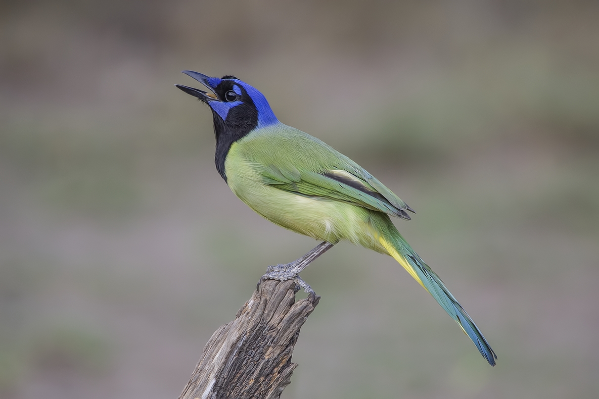 Green Jay, Ramirez Ranch near Roma, Texas