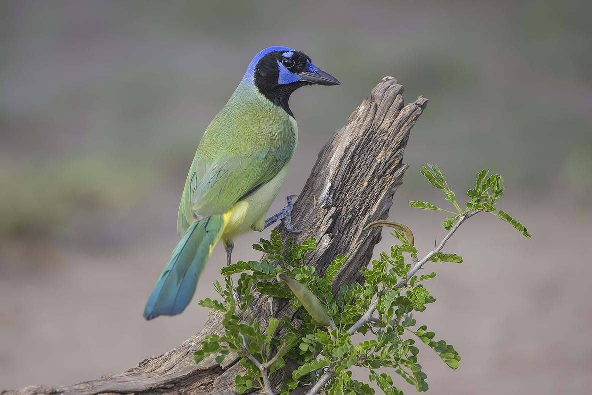 Green Jay, Ramirez Ranch near Roma, Texas