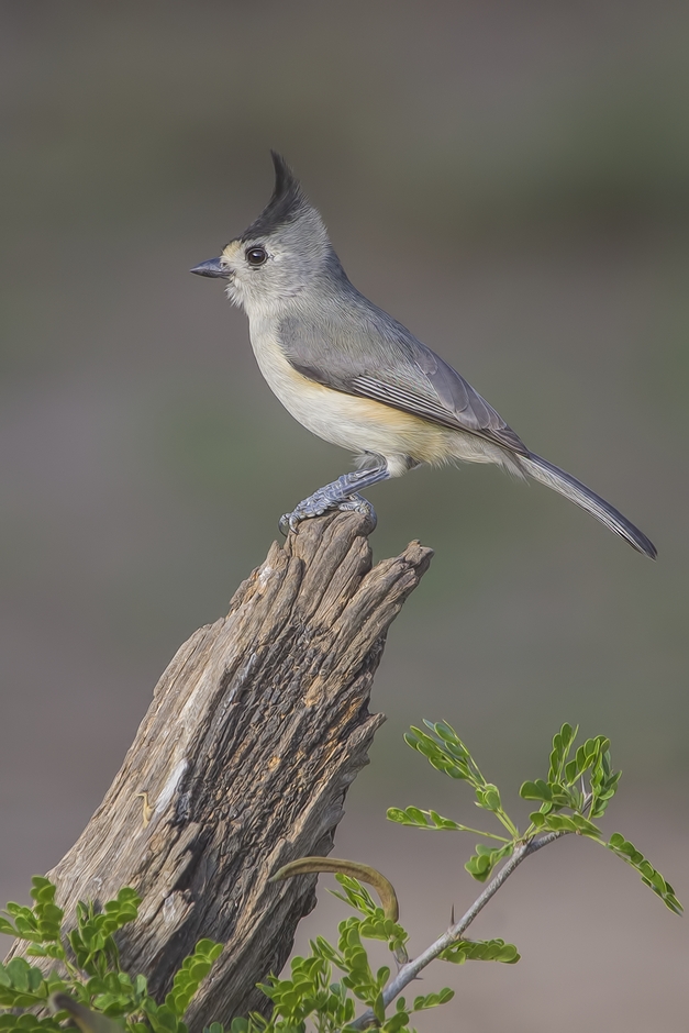 Black-Crested Titmouse, Ramirez Ranch near Roma, Texas
