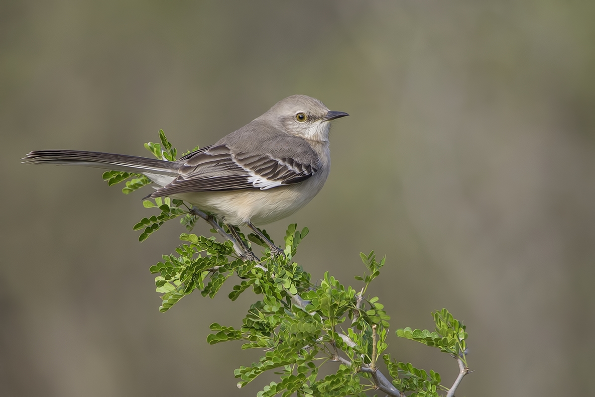 Mocking bird