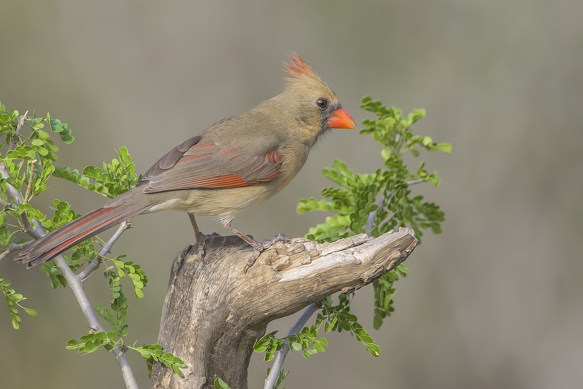 Northern Cardinal (Female), Ramirez Ranch near Roma, Texas