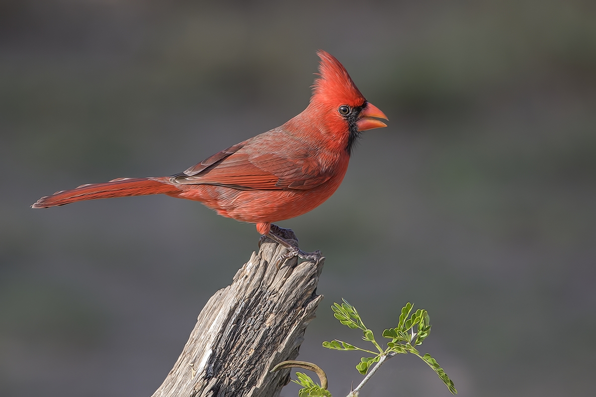 Northern Cardinal (Male), Ramirez Ranch near Roma, Texas