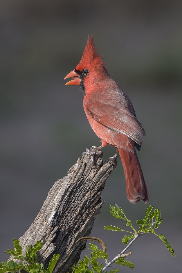 Northern Cardinal (Male), Ramirez Ranch near Roma, Texas