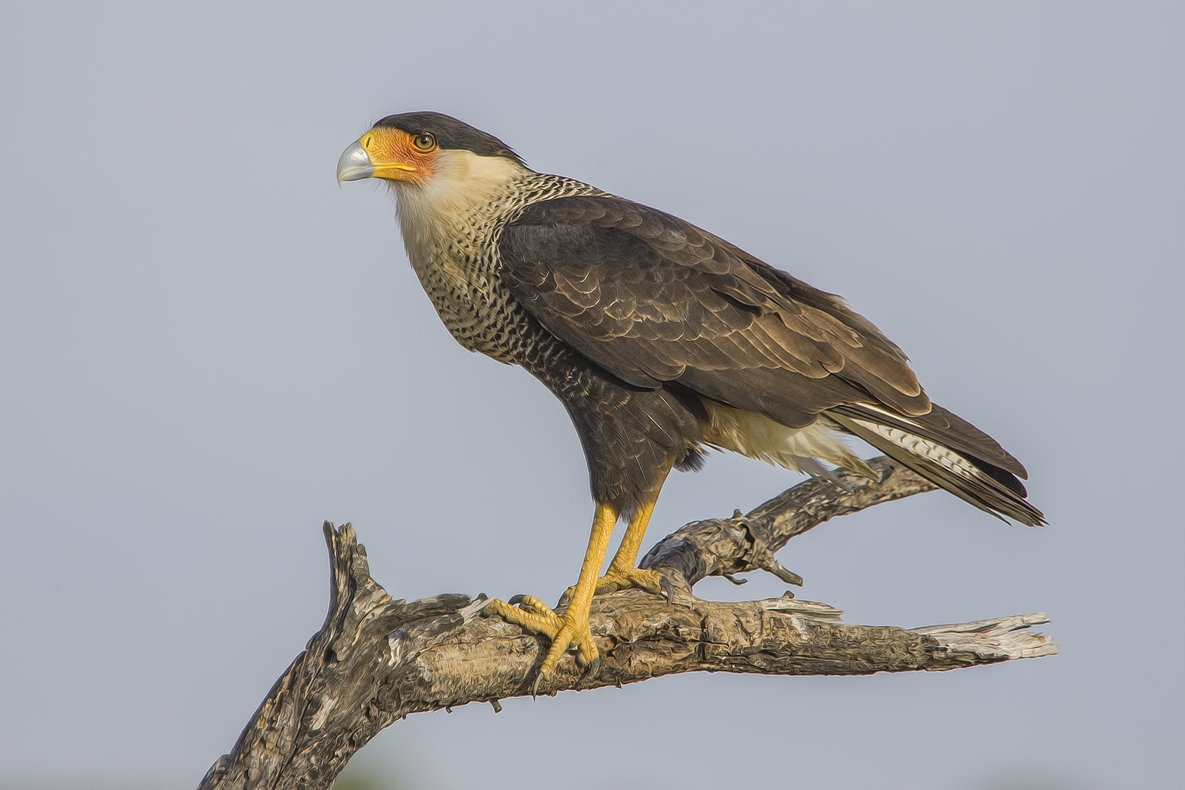Crested Caracara, Ramirez Ranch near Roma, Texas