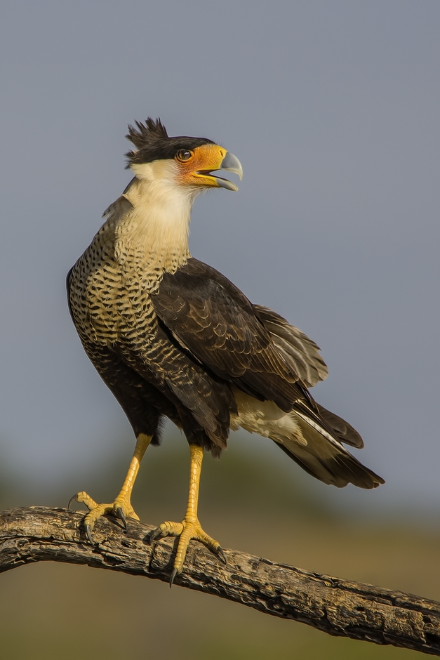 Crested Caracara, Ramirez Ranch near Roma, Texas