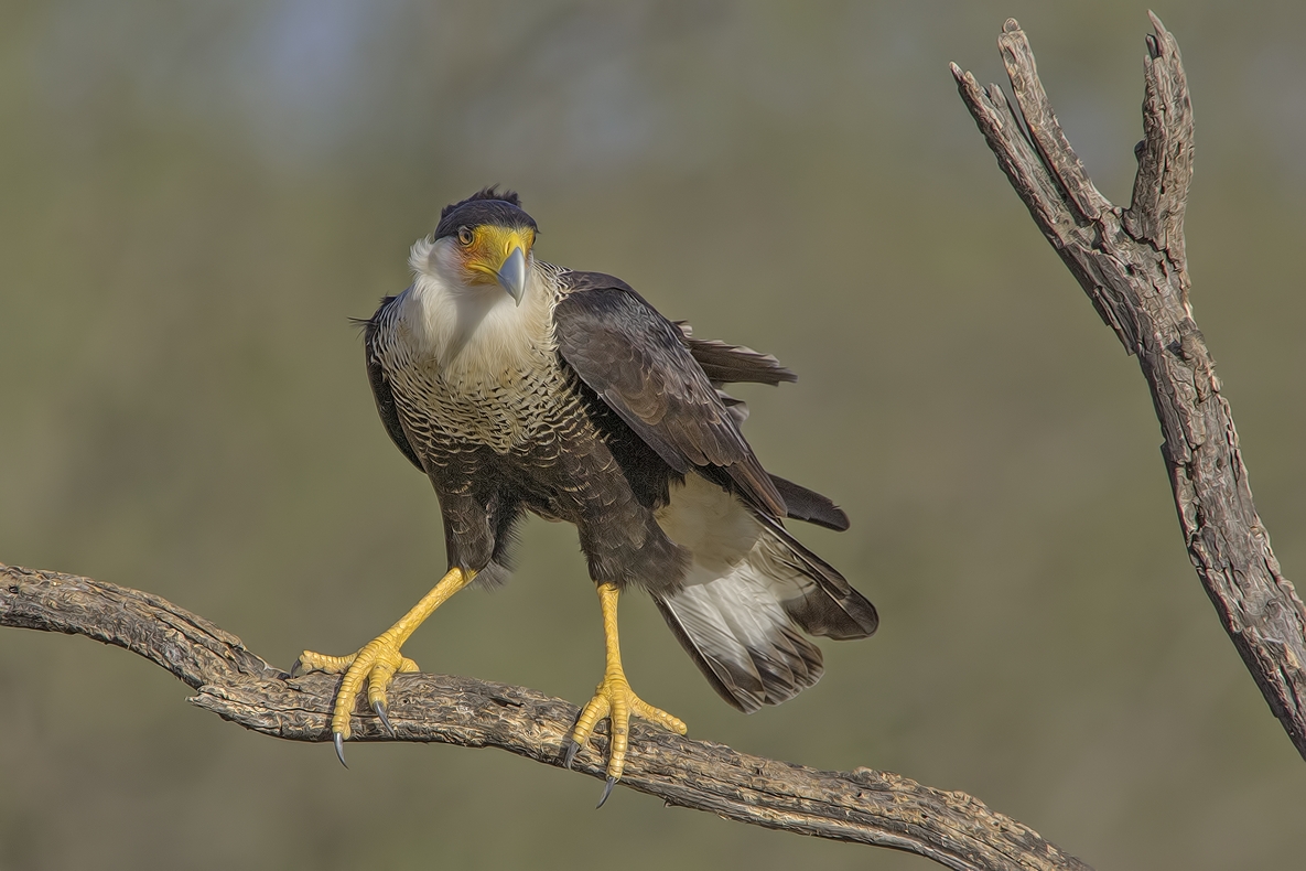 Crested Caracara, Ramirez Ranch near Roma, Texas
