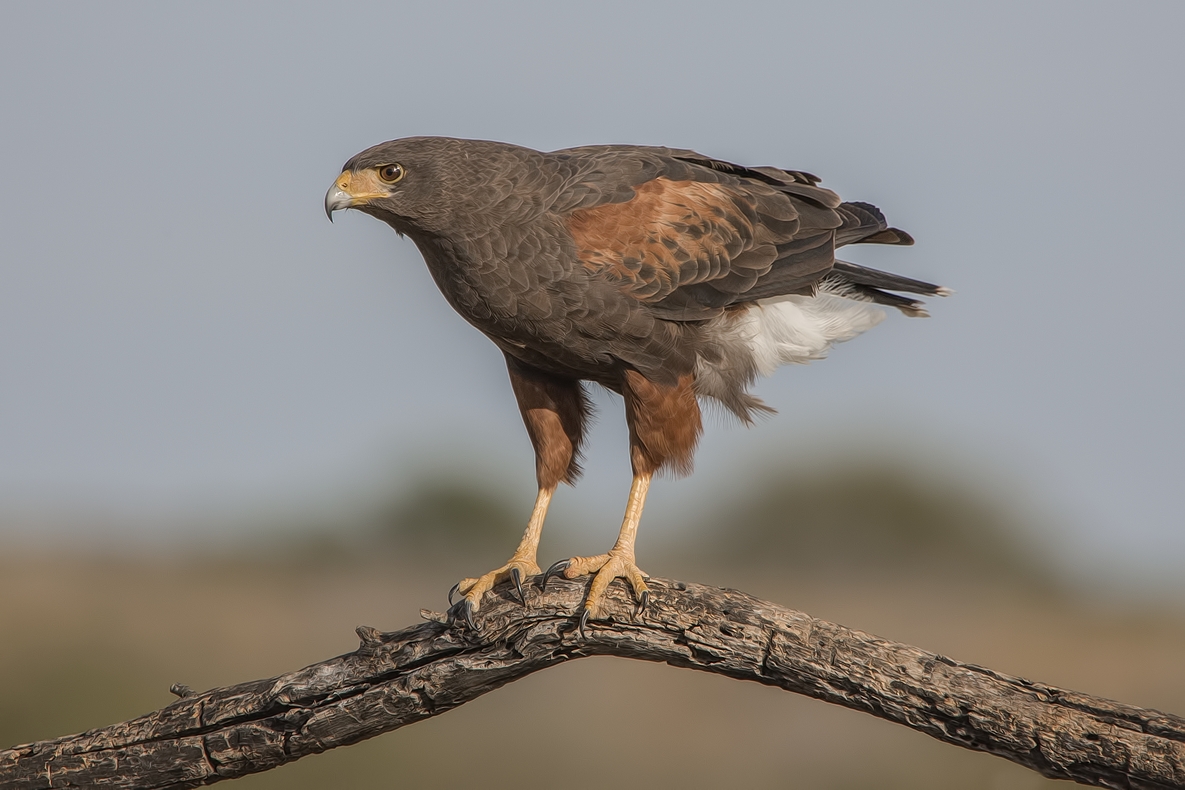 Harris's Hawk, Ramirez Ranch near Roma, Texas