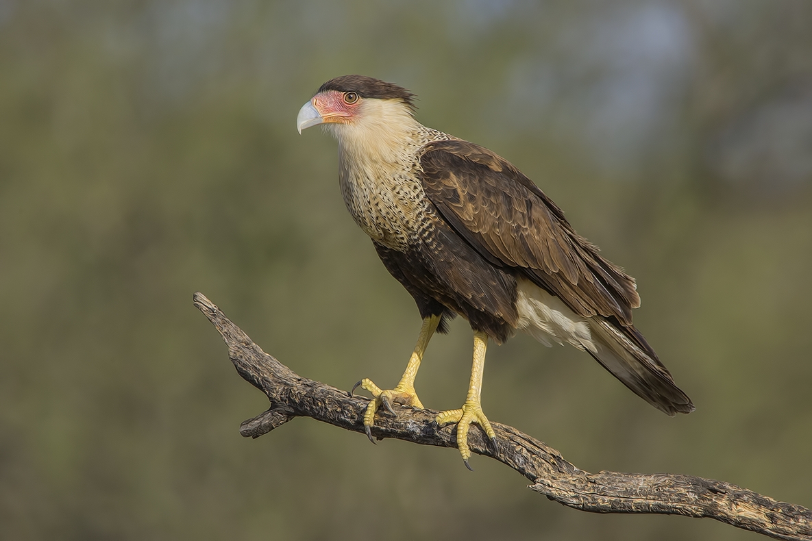 Crested Caracara, Ramirez Ranch near Roma, Texas