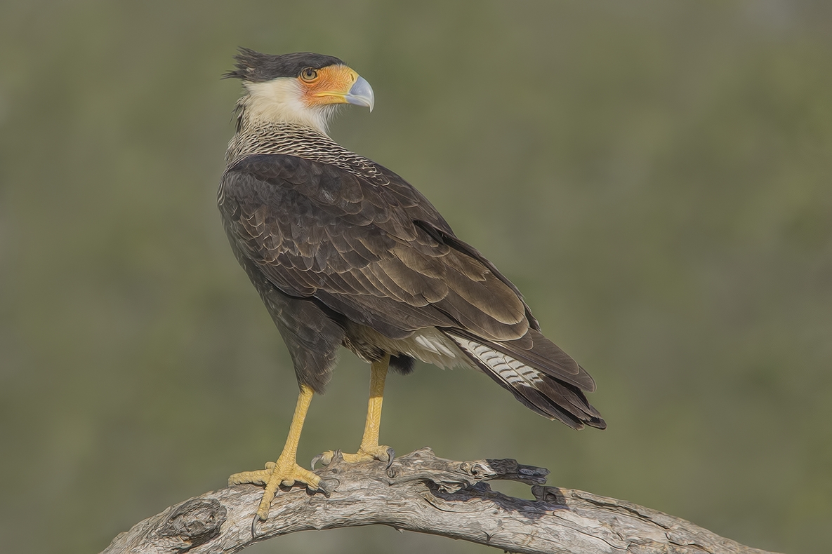 Crested Caracara, Ramirez Ranch near Roma, Texas