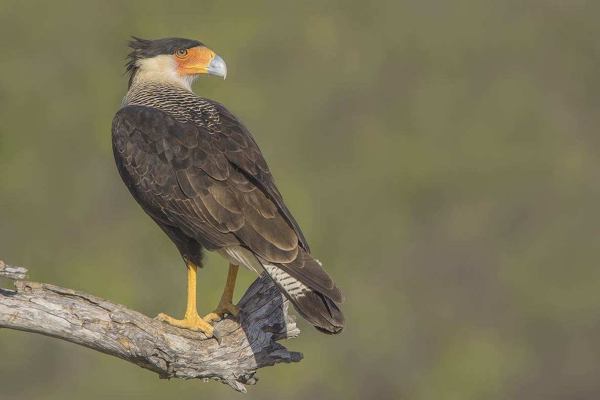 Crested Caracara, Ramirez Ranch near Roma, Texas