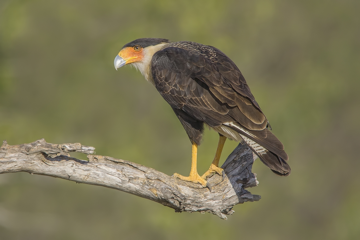 Crested Caracara, Ramirez Ranch near Roma, Texas