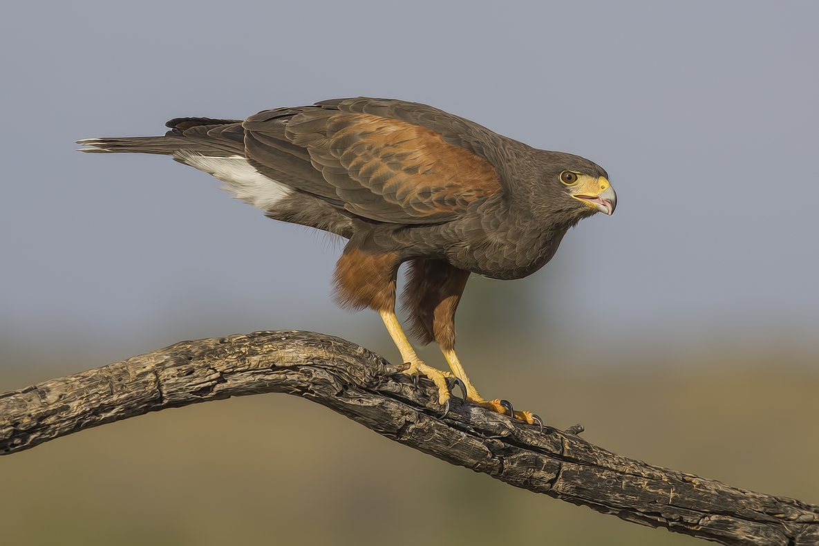 Harris's Hawk, Ramirez Ranch near Roma, Texas
