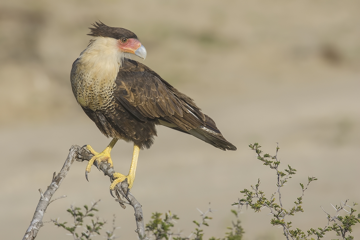 Crested Caracara, Ramirez Ranch near Roma, Texas